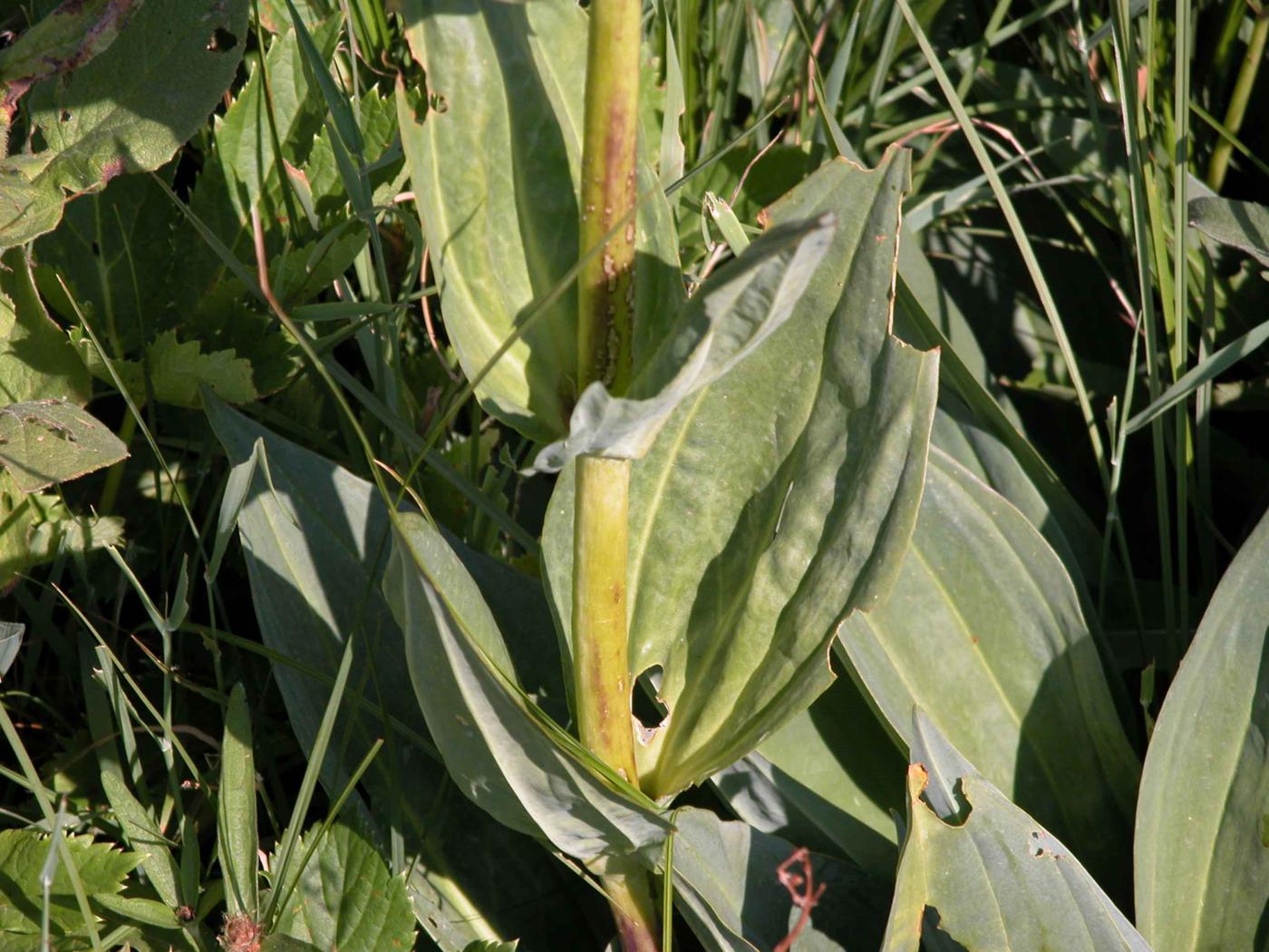 Gentian, Yellow leaf